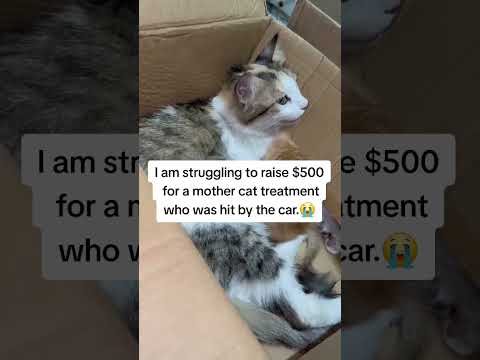 No mother will scroll without donating $50 to help me raise $500 for a mother <strong>cat</strong> hit <strong>by</strong> <strong>car</strong>. 🙏#USA