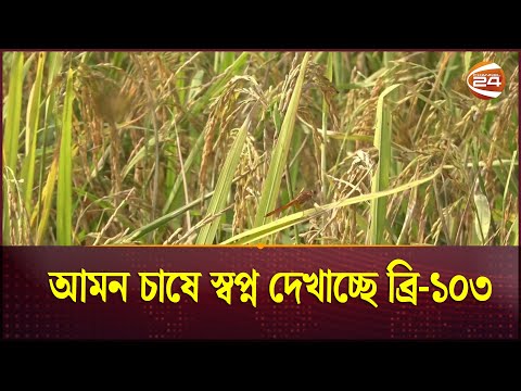 ব্রি-১০৩ ধান চাষে সাশ্রয় হবে উৎপাদন খরচ,বেশি লাভের মুখ দেখবেন কৃষকরা | Rice | Channel 24