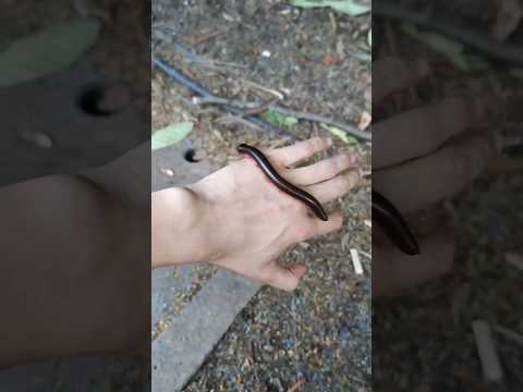 El milpies y su curioso mecanismo de defensa #animales #biologia #shorts