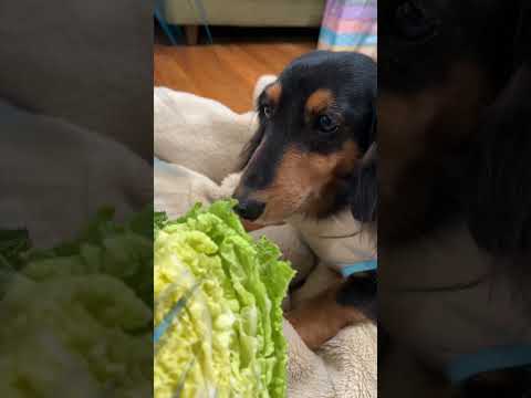 野菜のご本人登場してビビる犬