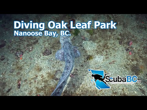 Scuba Diving At Oak Leaf Park