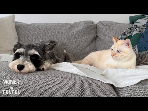 猫を誘いたいけど…自分で言えない姉犬、ママにSOS ！
