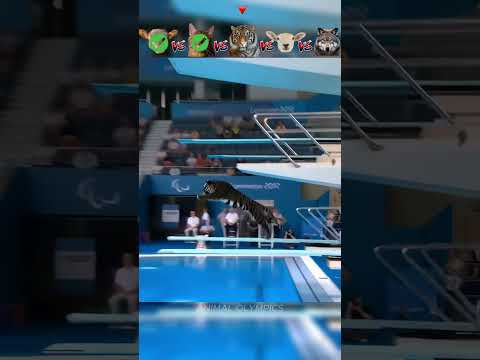 Sheep vs Cat vs Tiger vs Lamb vs Wold - Diving Challenge😮