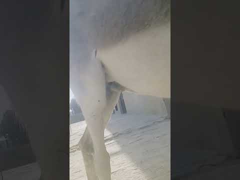 #animals #anmals #shortvideos #goat #comedyshorts #travel #cow #comedyvideos #donkey #funnyanimal