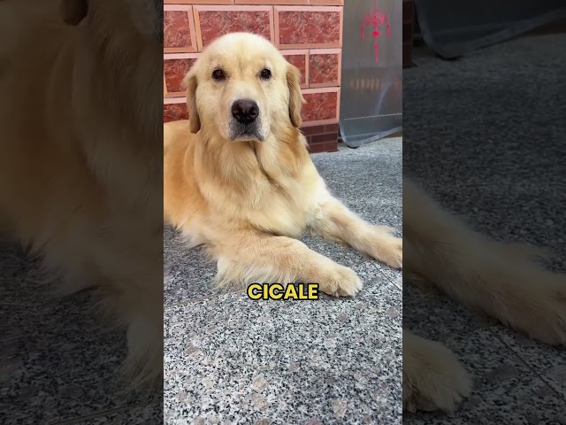 CANE TRISTE A CAUSA DI QUESTO... #cane #triste
