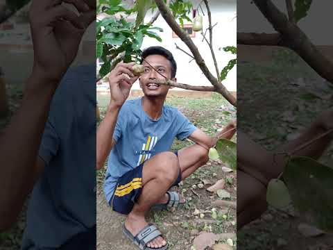Ide kreatif atasi buah jambu jatuh #idekreatif #idekreatifterbaru