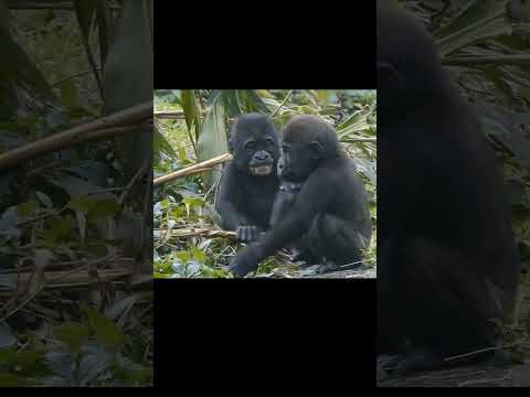 台北市立動物園のゴリラ兄弟紹介 — ジャバリとリンゴの成長記録 サムネイル