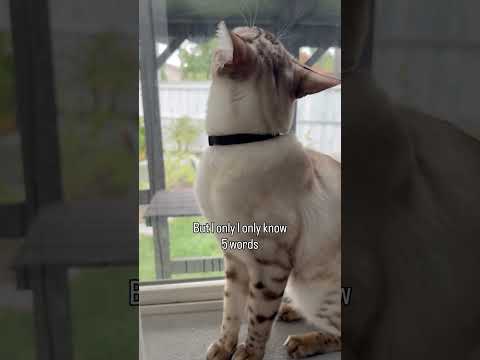 How do you get your cat to listen to you? #talkingcats #catheart