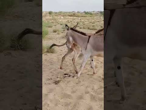 #animals #anmals #catfunny #cow #catvideos #travel #donkey #camel #funny #funnycatvideos #shortvideo