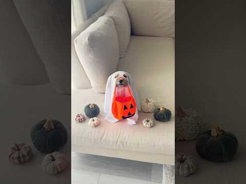 She was over it but endured for the treats 👻🎃 #ghosttrend #dogghosttrend #dog #dogs #dogshorts
