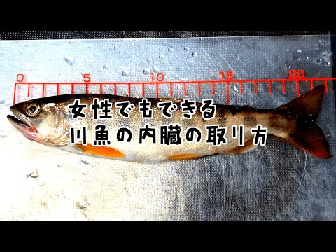 川魚の内臓の取り方と塩焼きを料理をしない人でもわかる動画【ニジマス・ヤマメ・アマゴ・イワナ】