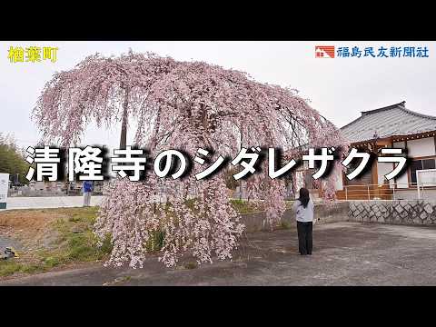 清隆寺のシダレザクラ