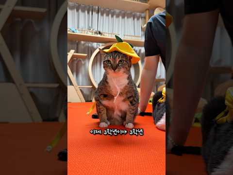 새학기 등교하는 고양이