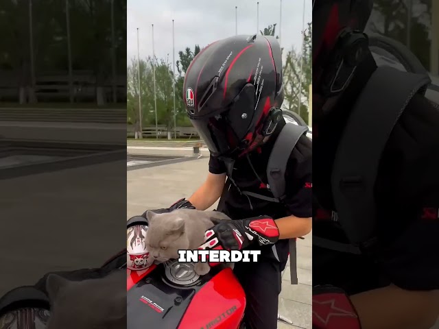 Il met un casque à son chat… et tout le monde craque 💖🐶