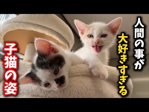 眠くても来る人間に駆け寄る子猫のキュートな瞬間 サムネイル