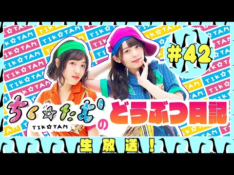 「ちく☆たむのどうぶつ日記 生配信！！」＃42