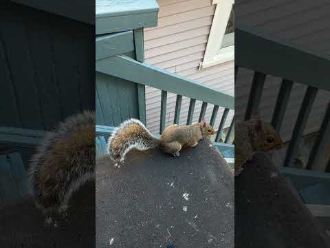 My neighbor is visiting me again❤️ #squirel #nature #fypシ゚viral #nature #fypシ #fypシ゚viral