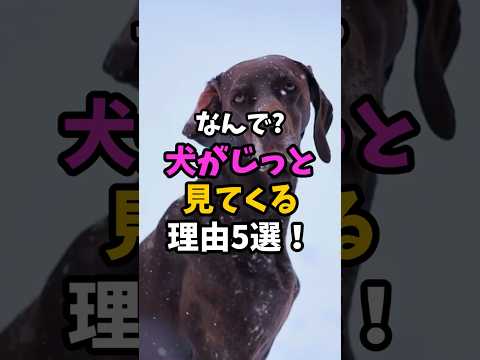 🐶最後がグッとくる!犬がじっと見てくる理由 #犬の豆知識 #犬のいる生活 #犬の気持ち #犬 #shorts