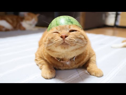 スイカ帽子　のせ猫　250811