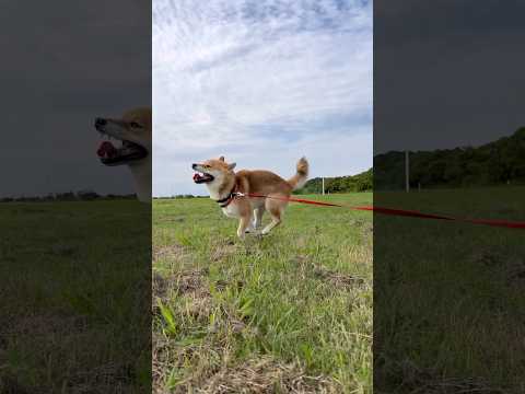 柴犬とんのかわいい日常と癒しの瞬間 サムネイル
