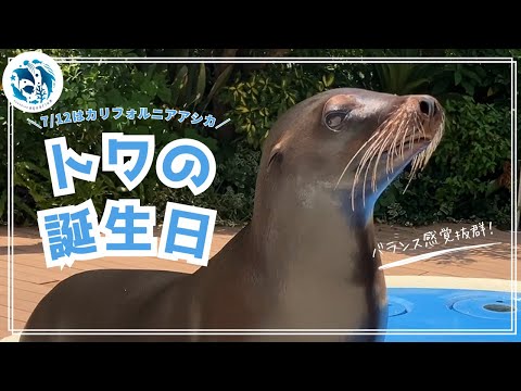 猫の動画サムネイル - 【誕生日】カリフォルニアアシカ「トワ」6歳の誕生日【サンシャイン水族館】