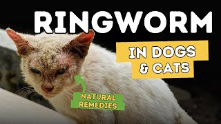 mild ringworm in cats