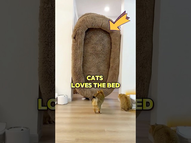These cats just want their old giant bed