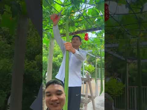 Khu Vườn Nhỏ Mà Là Mơ Ước Của Bao Người #garden