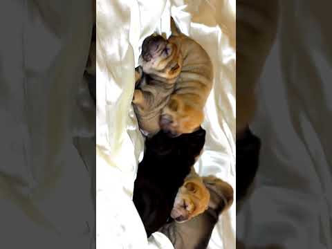 cute Dog puppie #shorts #trending #viralvideo #dogs #pets #dog #dogpuppy