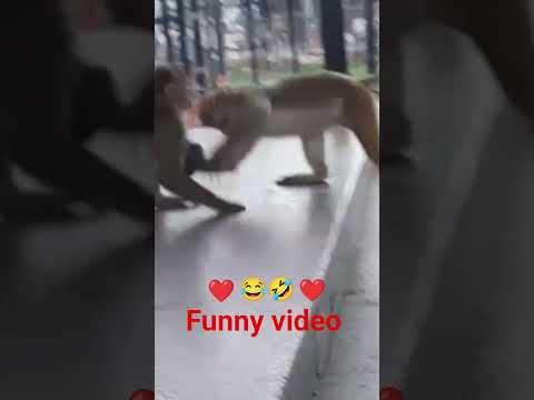 बंदर का विडियो 🐒#funny#viral#shortsviral#plz like subscribe comment me ❤️🥰