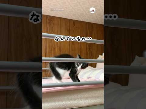 威嚇しないで😂｜PECO