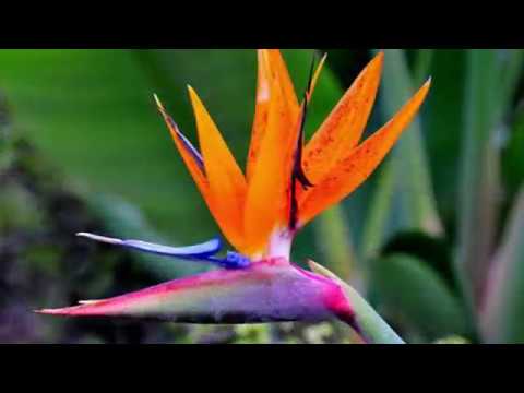Vidéo de l’hébergement
