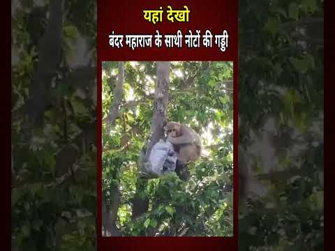 बंदर महाराज के हाथों लगा नोटो की gaddi