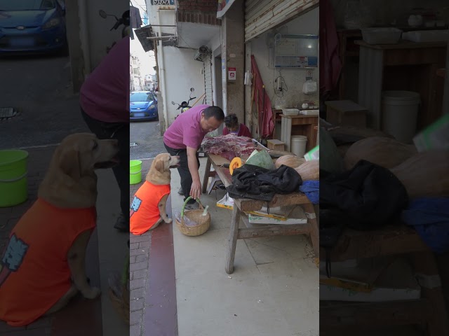 愛狗老闆送狗豬肉，不愛狗老闆踢狗驅趕The butcher gave the dog pork, and the fishmonger kicked the dog away
