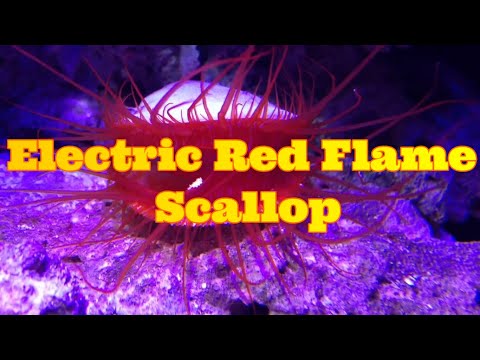 Electric red flame scallop If these aint cool nothing is :)