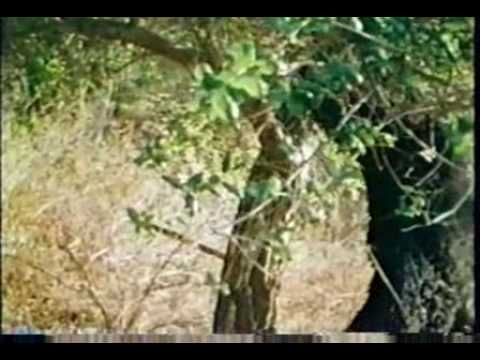 Curse of Bigfoot'
