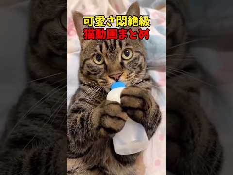 かわいい猫の映像とリアクション満載の癒し動画 サムネイル