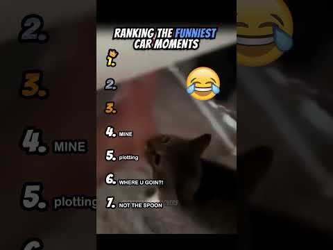 Ranking Funniest Cat Moments Part 5 #shorts #catshort #catrank #ranking