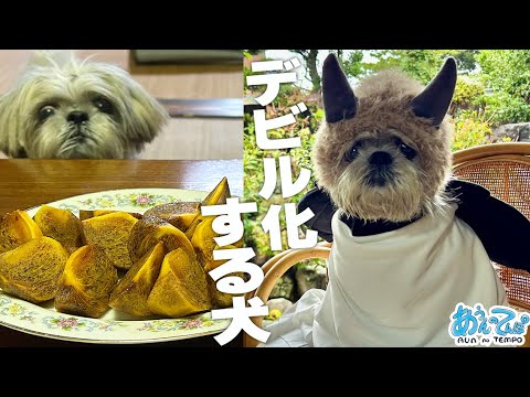 帰省したら犬がデビル化し柿を強奪しました…【シーズー犬と田舎へ帰ろう】