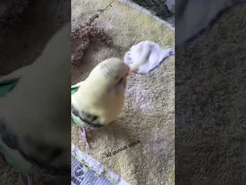 30 gunluk olduk #muhabetkusu#muhabbetkusuyavrusu#30gunlukyavru