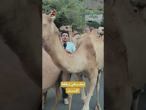 سيلفي برفقة الإبل | رحلة حظ7