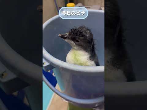 【7月9日】今日のヒナ