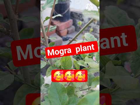 मोगार मे खाद #shorts shorts #shorts ##gander #shorts 🥰🥰###gander