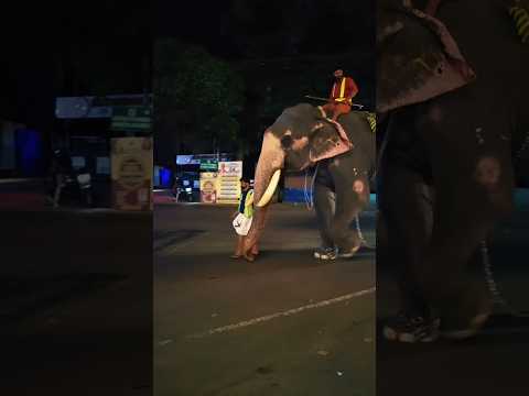 ആനയുടെയും പാപ്പാന്റെയും കാല് വെക്കുന്നത് ഒരേപോലെ 😱😱😱#shortsfeed #shorts #viral