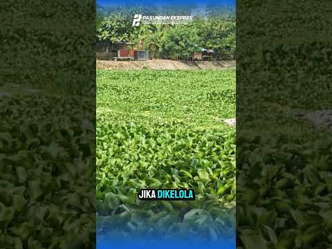 Warga Keluhkan Situ Sukamelang yang Tak Kunjung Dibersihkan #subang #shortvideo #beritaterkini