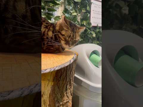 ゴミのお片付けを放棄してウトウトする猫【#京都ひょう猫の森 】