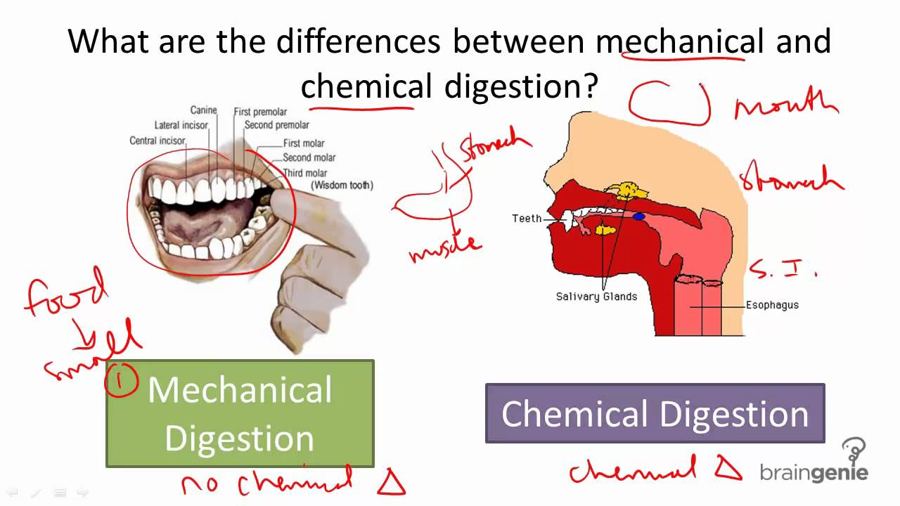 8 5 3 Mechanical V Chemical Digestion YouTube