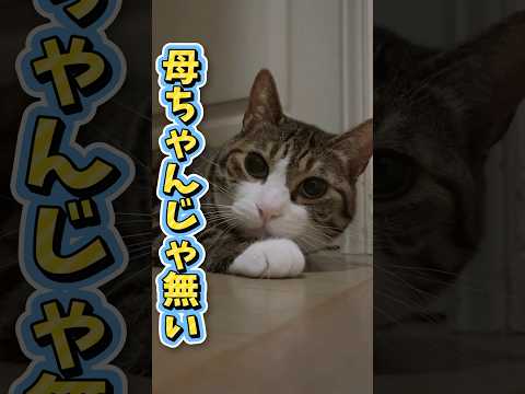 猫の動画サムネイル - 【次男を好きな猫】母ちゃん頑張れ#cats #shorts #球太