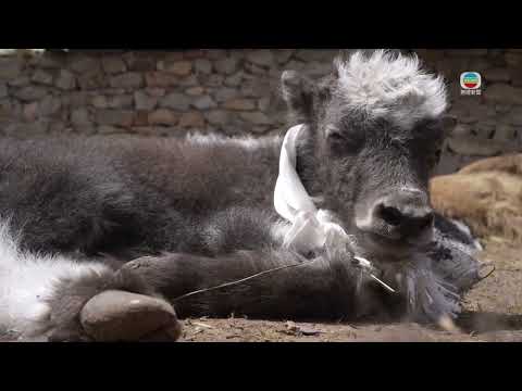 Rare birth of triplets of yaks in Xizang｜2026/05/08