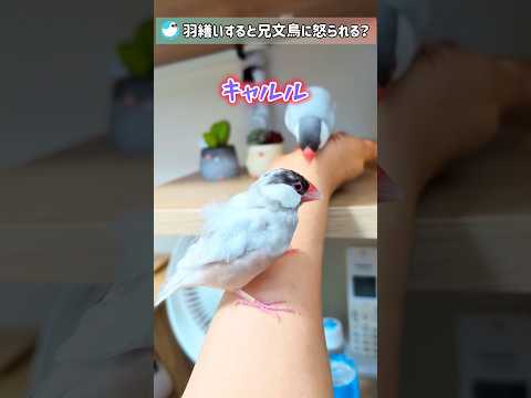 羽繕いがヘタクソな文鳥女子が兄文鳥に怒られる！？ #文鳥 #javasparrow #birds #shorts